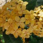 Ixora coccineaফুল