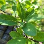 Ilex mucronata Blatt