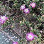 Delosperma lavisiae Кветка