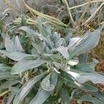 Matthiola incana Hoja