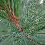 Pinus monticola পাতা