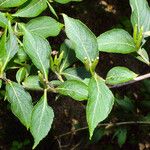 Weigela florida Fruit