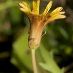 Taraxacum besarabicum Other