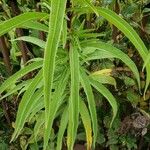 Helianthus maximiliani Leaf