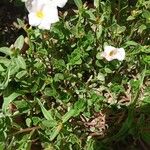 Bacopa monnieri Květ