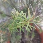 Banksia ericifolia Feuille