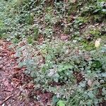 Clinopodium grandiflorum Habit