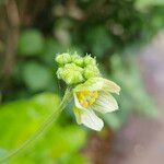 Bryonia alba फूल
