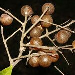 Sapindus saponaria Gyümölcs