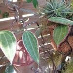 Hoya macrophylla Leaf