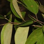 Bauhinia ungulata Leaf
