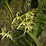 Maxillaria endresii Other