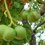 Caryocar brasiliense Fruit