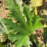 Cucurbita pepo Leaf