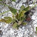 Hieracium maculatum Fuelha