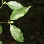 Cassipourea guianensis Плод