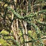 Crescentia mirabilis Hábito
