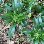 Gentiana villosa Levél