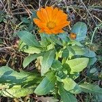 Calendula officinalis Habit