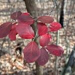 Vaccinium arboreum Folha