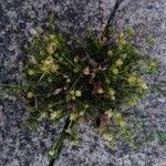 Sagina procumbens Flower