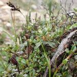 Carex gracilenta Συνήθη χαρακτηριστικά