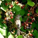 Rubus fruticosus Folha