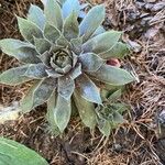 Sempervivum montanum পাতা