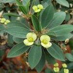 Euphorbia fianarantsoae