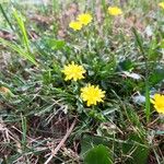 Crepis capillarisFlor