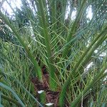 Phoenix canariensis Folha