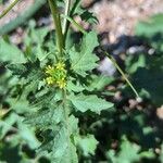 Sisymbrium erysimoides Leaf