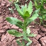 Helenium microcephalum Leaf