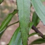 Faujasia salicifolia पत्ता