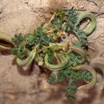 Astragalus mareoticus Plante entière