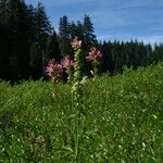 Sidalcea cusickii 整株植物