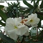 Pachypodium lamerei Flor