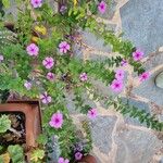 Catharanthus roseusŽiedas