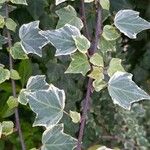 Hedera hibernica पत्ता