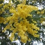 Acacia dealbata 花