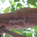 Gossypium barbadense Cortiza