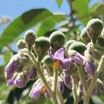 Solanum granulosoleprosum Flor