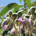 Solanum granulosoleprosum