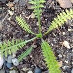 Cotula australis Leaf