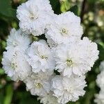 Spiraea cantoniensis Цвят