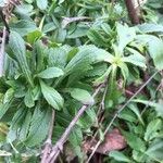 Scabiosa triandra पत्ता