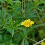 Potentilla erecta Flower