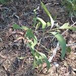 Acacia auriculiformis Blad