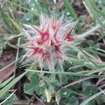 Trifolium stellatum Fruit