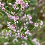 Thryptomene baeckeacea